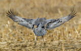 Sandhill Crane