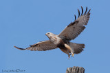 Rough-legged Hawk