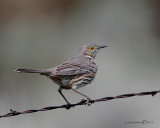 Sage Thrasher