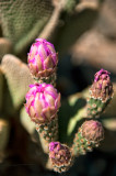 Death Valley Buds