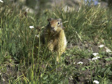 Ground Squirrel