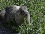 Hoary marmot