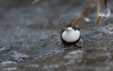 _DSC3528 White Throated Dipper 