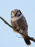 DSC_6273 Hawk owl