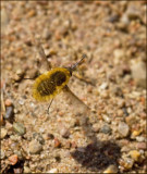 Bee-fly, (Systoechus ctenopterus) .jpg