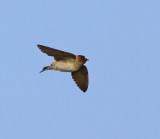 American Cliff Swallow (Hirundo pyrrhonota) Stensvala