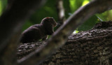 RODENT - SQUIRREL - CELEBES DWARF SQUIRREL - TANGKOKO NATIONAL PARK SULAWESI INDONESIA (4).JPG