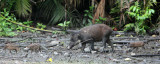 SUIDAE - SULAWESI WARTY PIG - NANTU NATIONAL NATURE RESERVE SULAWESI INDONESIA (13).JPG
