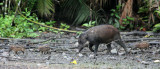 SUIDAE - SULAWESI WARTY PIG - NANTU NATIONAL NATURE RESERVE SULAWESI INDONESIA (15).JPG