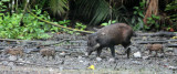 SUIDAE - SULAWESI WARTY PIG - NANTU NATIONAL NATURE RESERVE SULAWESI INDONESIA (16).JPG