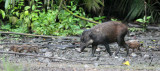 SUIDAE - SULAWESI WARTY PIG - NANTU NATIONAL NATURE RESERVE SULAWESI INDONESIA (18).JPG