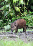 SUIDAE - SULAWESI WARTY PIG - NANTU NATIONAL NATURE RESERVE SULAWESI INDONESIA (24).JPG