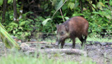 SUIDAE - SULAWESI WARTY PIG - NANTU NATIONAL NATURE RESERVE SULAWESI INDONESIA (25).JPG