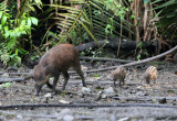 SUIDAE - SULAWESI WARTY PIG - NANTU NATIONAL NATURE RESERVE SULAWESI INDONESIA (4).JPG