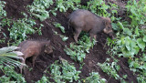 SUIDAE - SULAWESI WARTY PIG - TANGKOKO NATIONAL PARK SULAWESI INDONESIA (20).JPG