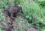 SUIDAE - SULAWESI WARTY PIG - TANGKOKO NATIONAL PARK SULAWESI INDONESIA (4).JPG