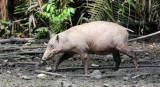 SUIDAE - BABIRUSA - NANTU NATIONAL NATURE RESERVE SULAWESI INDONESIA (113).JPG