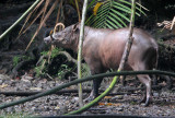 SUIDAE - BABIRUSA - NANTU NATIONAL NATURE RESERVE SULAWESI INDONESIA (126).JPG