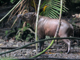 SUIDAE - BABIRUSA - NANTU NATIONAL NATURE RESERVE SULAWESI INDONESIA (131).JPG