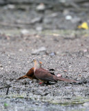 BIRD - DOVE - BROWN CUCKOO DOVE - NANTU NATIONAL NATURE RESERVE SULAWESI INDONESIA (1).JPG