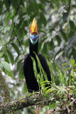 BIRD - HORNBILL - KNOBBED HORNBILL - NANTU NATIONAL NATURE RESERVE SULAWESI INDONESIA (18).JPG
