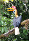 BIRD - HORNBILL - KNOBBED HORNBILL - NANTU NATIONAL NATURE RESERVE SULAWESI INDONESIA (22).JPG