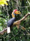 BIRD - HORNBILL - KNOBBED HORNBILL - NANTU NATIONAL NATURE RESERVE SULAWESI INDONESIA (31).JPG