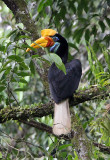BIRD - HORNBILL - KNOBBED HORNBILL - NANTU NATIONAL NATURE RESERVE SULAWESI INDONESIA (5).JPG