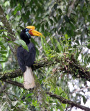 BIRD - HORNBILL - KNOBBED HORNBILL - NANTU NATIONAL NATURE RESERVE SULAWESI INDONESIA (8).JPG