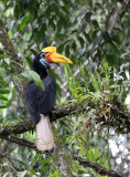 BIRD - HORNBILL - KNOBBED HORNBILL - NANTU NATIONAL NATURE RESERVE SULAWESI INDONESIA (9).JPG