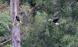 BIRD - HORNBILL - KNOBBED HORNBILL - TANGKOKO NATIONAL PARK SULAWESI INDONESIA (6).JPG