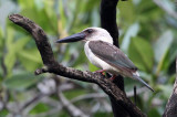 BIRD - KINGFISHER - GREAT-BILLED KINGFISHER - TANGKOKO NATIONAL PARK SULAWESI INDONESIA (29).JPG