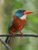 BIRD - KINGFISHER - GREEN-BACKED KINGFISHER - TANGKOKO NATIONAL PARK SULAWESI INDONESIA (27).JPG