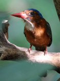 BIRD - KINGFISHER - GREEN-BACKED KINGFISHER - TANGKOKO NATIONAL PARK SULAWESI INDONESIA (4).JPG