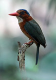 BIRD - KINGFISHER - GREEN-BACKED KINGFISHER - TANGKOKO NATIONAL PARK SULAWESI INDONESIA (8).JPG