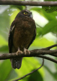 BIRD - OWL - Ochre-bellied Boohook (Ninox ochracea) - TANGKOKO NATIONAL PARK SULAWESI INDONESIA (10).JPG