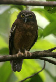 BIRD - OWL - Ochre-bellied Boohook (Ninox ochracea) - TANGKOKO NATIONAL PARK SULAWESI INDONESIA (14).JPG