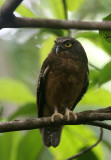 BIRD - OWL - Ochre-bellied Boohook (Ninox ochracea) - TANGKOKO NATIONAL PARK SULAWESI INDONESIA (8).JPG