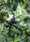 BIRD - PIGEON - SULAWESI BLACK PIGEON - NANTU NATIONAL NATURE RESERVE SULAWESI INDONESIA (10).JPG
