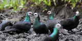 BIRD - PIGEON - SULAWESI BLACK PIGEON - NANTU NATIONAL NATURE RESERVE SULAWESI INDONESIA (6).JPG