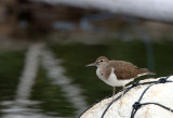 BIRD - SANDPIPER - COMMON SANDPIPER - TANGKOKO NATIONAL PARK SULAWESI INDONESIA (12).JPG