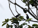 BIRD - STARLING - GROSBEAK STARLING - TANGKOKO NATIONAL PARK, SULAWESI INDONESIA (9).JPG