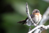 BIRD - SWALLOW - PACIFIC SWALLOW - TANGKOKO NATIONAL PARK SULAWESI INDONESIA (2).JPG