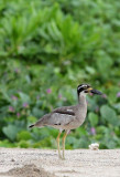 BIRD - THICK-KNEE - BEACH THICK-KNEE - TANGKOKO NATIONAL PARK SULAWESI INDONESIA (20).JPG