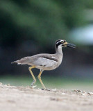 BIRD - THICK-KNEE - BEACH THICK-KNEE - TANGKOKO NATIONAL PARK SULAWESI INDONESIA (33).JPG