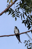 BIRD - TREESWIFT - GREY-RUMPED TREESWIFT - TANGKOKO NATIONAL PARK SULAWESI INDONESIA (3).JPG