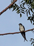 BIRD - TREESWIFT - GREY-RUMPED TREESWIFT - TANGKOKO NATIONAL PARK SULAWESI INDONESIA (6).JPG