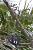BIRD - WOODSWALLOW - WHITE-BREASTED WOODSWALLOW - TANGKOKO NATIONAL PARK SULAWESI INDONESIA (2).JPG