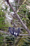 BIRD - WOODSWALLOW - WHITE-BREASTED WOODSWALLOW - TANGKOKO NATIONAL PARK SULAWESI INDONESIA (4).JPG
