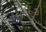 BIRD - WOODSWALLOW - WHITE-BREASTED WOODSWALLOW - TANGKOKO NATIONAL PARK SULAWESI INDONESIA (6).JPG